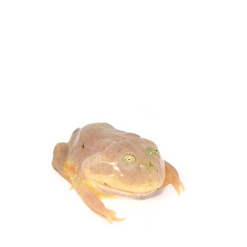 Budgett's Frog